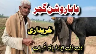 Beetal baby goat for sale in Punjab | Milking Goat for sale | Most Beautiful Goat farm animals 2024