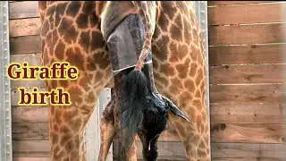 giraffe birth in the wild
