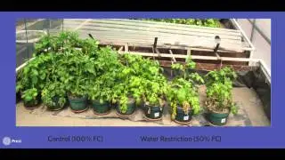 Leaf greenness as a drought tolerance related trait in potato