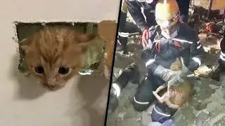 Kitten and Cat Rescued in 2 Dramatic Incidents