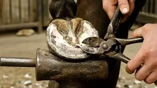 🌧️ Aftercare for new shoes for beginners 🌬️ #HealthyHooves #HeelHealth #HorseGrooming