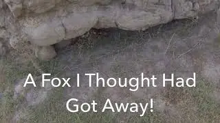 How To Clean Fox Skull