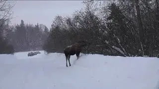 Anchorage, Alaska, on track to break all-time snowfall record: 'Kind of fun'
