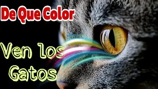 What Color Do Cats See? 🐱🌈 The Surprising Scientific Truth👀