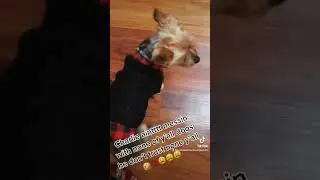 #dogs #pets #yorkie #fyp #viral #shorts #rapper * I don&rsquo;t own song