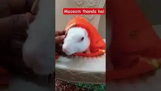 Thande maosom me  rabbit ka haal🤢🤢🤢🤢🤢🤢🤢🤢
