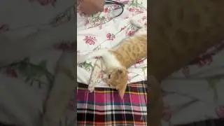 Cat vs Toy &ndash; Cat Wins Every Time!