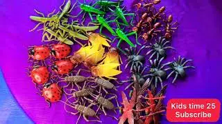 Insects names and family song for kids - learn insects names and family song with insects toys