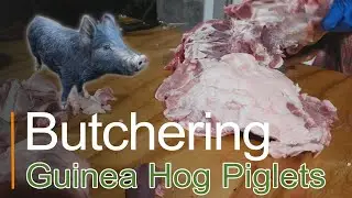 Butchering Small Piglet || Heritage Breeds ~ American Guinea Hog