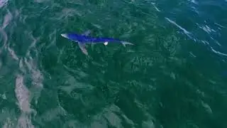 Blue Shark Aspendale Beach, Melbourne