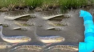 Fantastic Fan Guard and Water Pipe deep hole fish trap in Siem Reap - Siem Reap Net Fishing