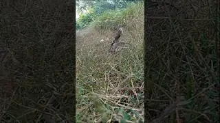 Easy shikra hawk trapping No:1 #shikra #falconry