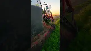 Marchew jadalna 2025 #farming #claas #marchew #rolnictwo #music