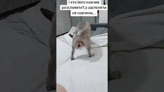 #viral #comedy #life #teels#creator #dog