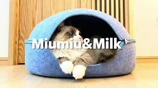 ASMR : Sleepy Night with Miumiu & Milk 🦁🥣🌌 (Deep Sleep / Study / Relax) #realityshow  #asmr #catboss