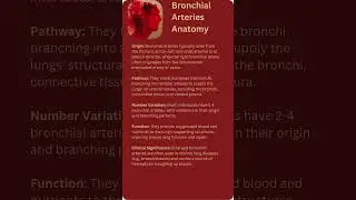 Bronchial Arteries Anatomy 5 Bullet Points #anatomy101