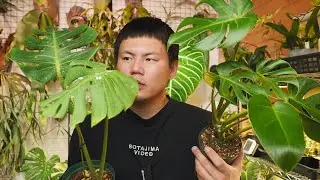 【2026年】新年のご挨拶と実験していること【観葉植物】