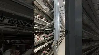 6 Tier Layer Poultry Farm 🥚🐓 #shorts #layerpoultryfarm #poultryfarming