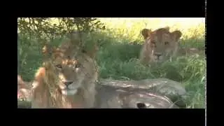 Serengeti National Park - Tanzania