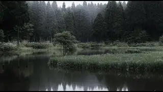Opeth - Reverie / Harlequin Forest (tradu&ccedil;&atilde;o/legendado)