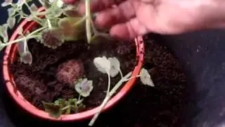 Ампельные колеусы- подготовка к сезону.