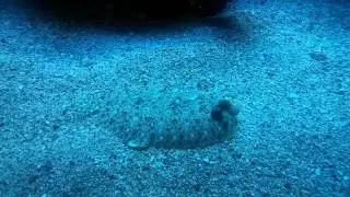 Flounder hiding