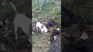 Gravehunde 😜😉. skals &aring;dal.