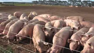 Free running pigs