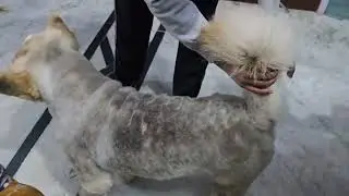 chow chow dog grooming from scoopy doofy kc road barnala