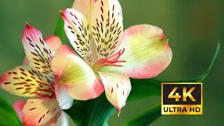4K Nature Video Ultra HD | Mountains, Rivers, Forest, Birds & Flowers 🌿