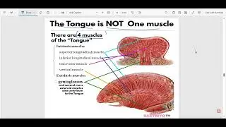 Anatomy of oral cavity part2 (papilla, tongue extrinsic and intrinsic muscles, motor nerve) شرح