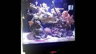Red sea max 130d.  Uk marine lighting. Sanrise