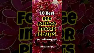 Best Red Leaf Houseplants / Red Foliage Indoor Plants #houseplants #shorts #homegarden