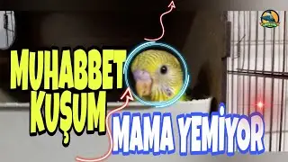 MUHABBET KUŞU MAMA YEMİYOR // MUHABBET KUŞU MAMAYA ALIŞTIRMA