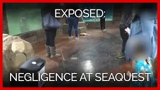 A Fish Jumped Out of Water, and It Took Two Minutes for SeaQuest to Act