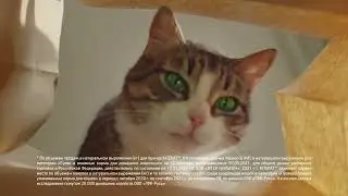 Секрет энергии Кота Бориса