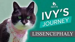 Ivy the Cat: Living with a Smooth Brain (Lissencephaly) | A Seizure-Free Journey