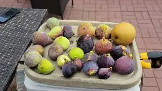 Asian Pears and Persimmons