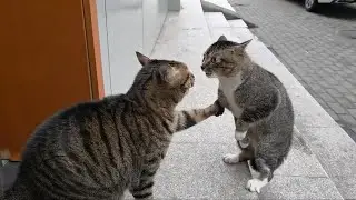 Street Cats Showing Us How They Really Live