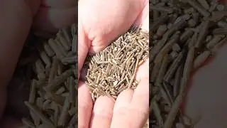 Wild rice from start to finish with @samuelthayer378 #asmr