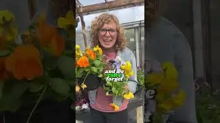Cool weather plants 🪴🌸 #gardeners #flowers #plants #youtubeshort #gardening #nature #gardens