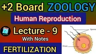 fertilization +2 2nd year zoology | human reproduction lecture 9 | chse odisha zoology fertilization