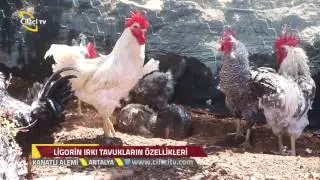 Kanatlı Alemi - Ligorin (Leghorn) Tavuk Irkı'nın &Ouml;zellikleri Nelerdir?