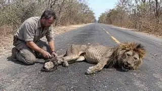Animals That Asked People for Help & Kindness
