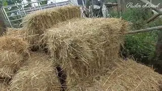 npaj quav nyab pleg rau nyuj noj ntuj qhua
