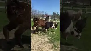 5 SHOCKING Facts About LLAMAS You Won't Believe #animal #llama #cristmas #asmr #fyp