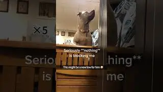 Stupid dog #funny #dog