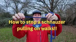 Why a Slip Lead Saved Me Time Walking My Schnauzer | Dog Walking Made Easy