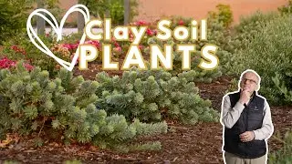 Plants for Clay Soil (while you amend it!)