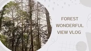 Forest View Vlog